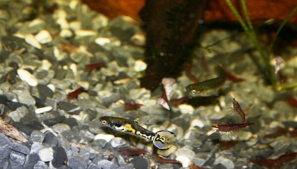 Asiatiska Endlers