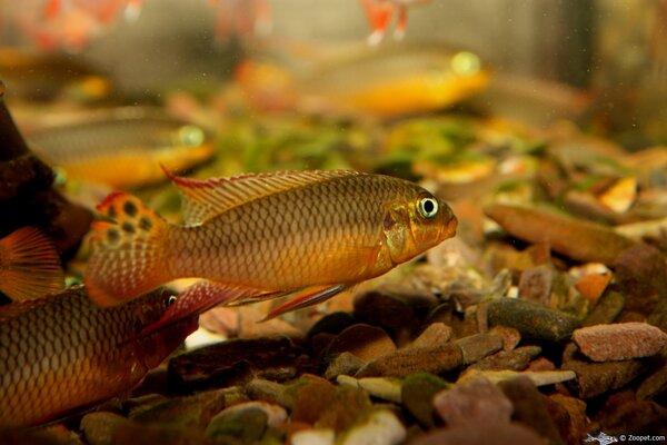 Pelvicachromis taeniatus "Lokoundje"