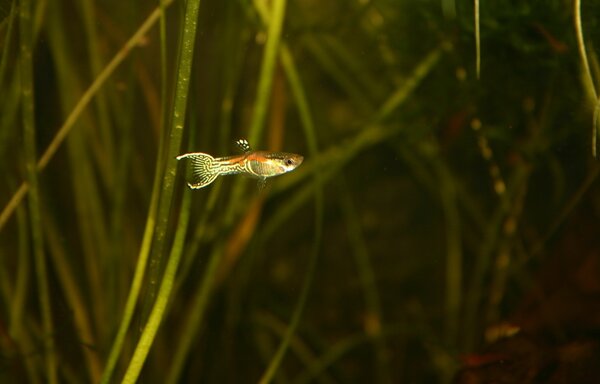 Asiatisk Endlers