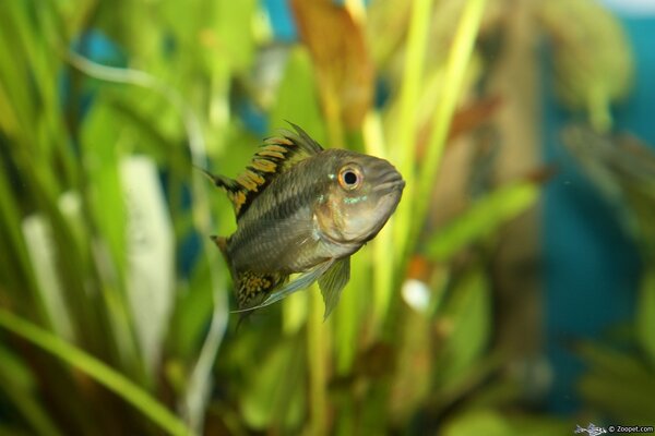 Apistogramma cacatuoides