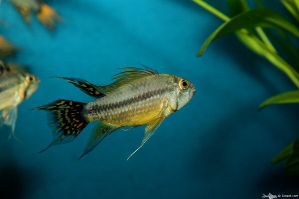 Apistogramma cacatuoides