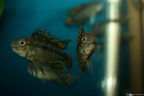 Apistogramma cacatuoides