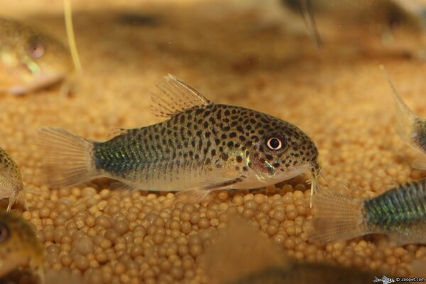 Corydoras similis