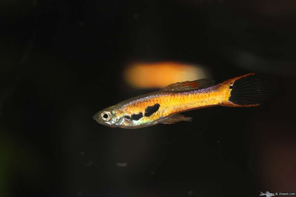 Endlers guppy "Red Scarlet"