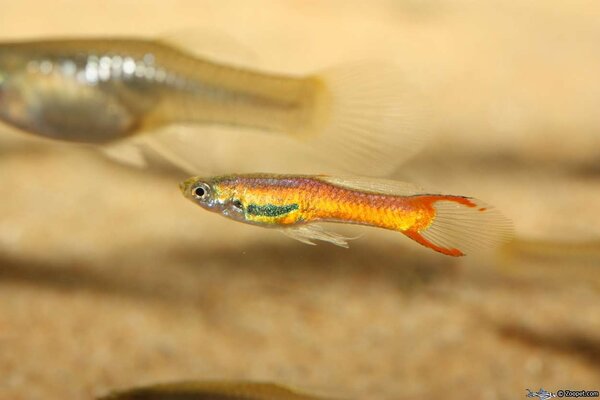 Endlers guppy "Red Scarlet"