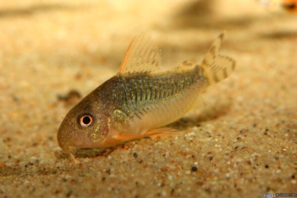 Corydoras gossei