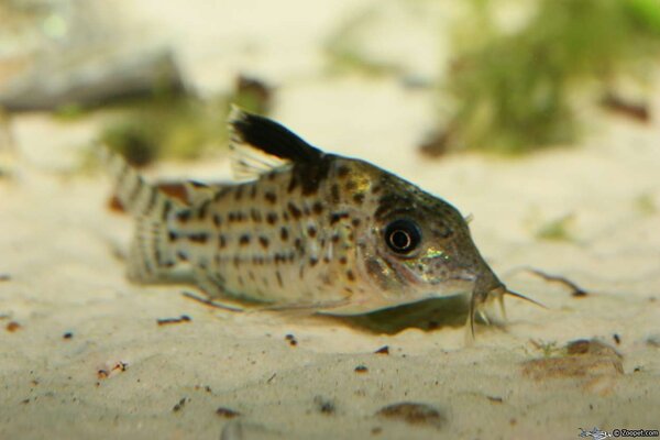 Corydoras agassizzii VF