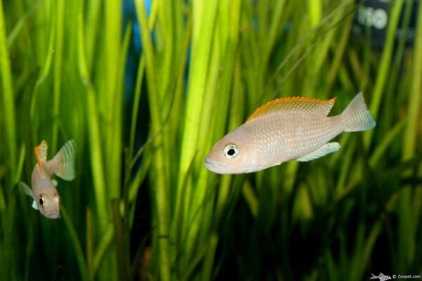 Neolamprologus caudapunctatus