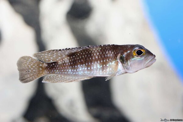 Lamprologus meleagris