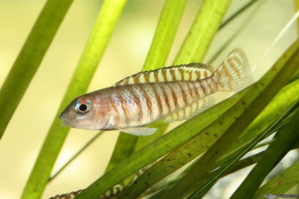 Lamprologus signatus