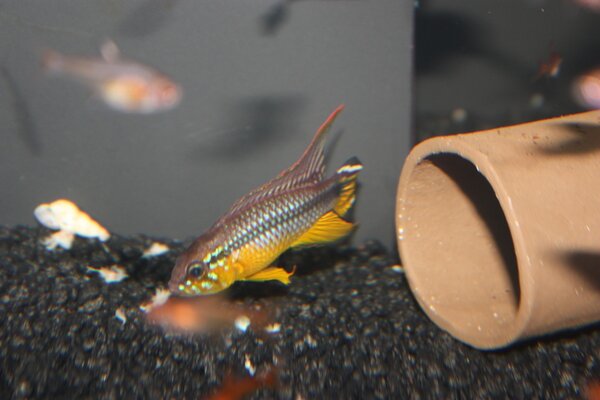 Apistogramma agassizii ”Alenquer”