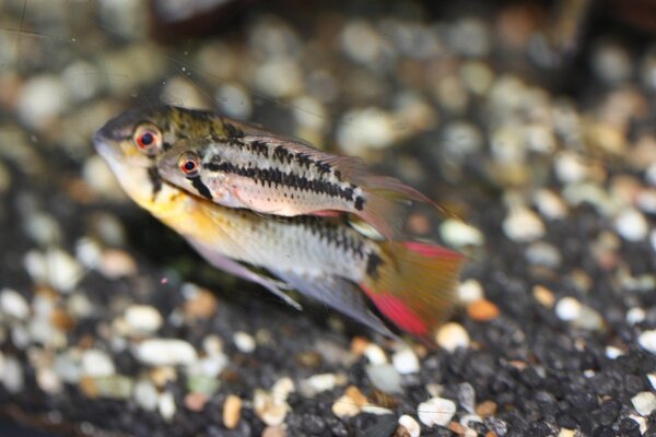 Apistogramma guttata