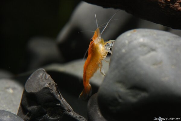 Neocaridina heteropoda var. "orange sakura"