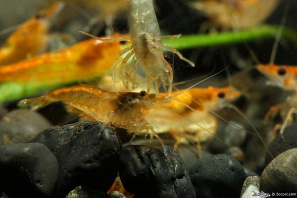 Neocaridina heteropoda var. "Orange Rili"