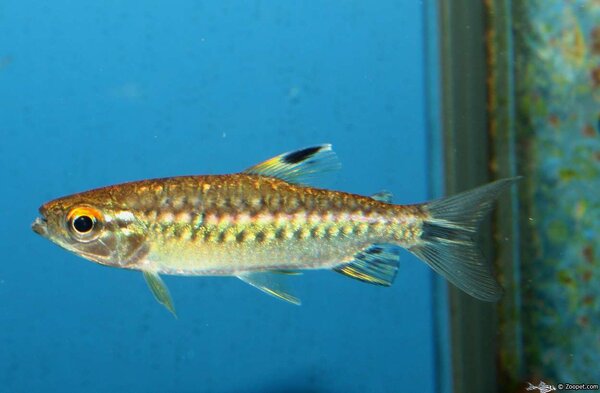 arnoldichthys spilopterus