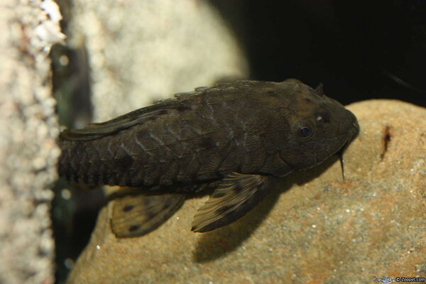 L 095 Pseudorinelepis sp. ungdjur