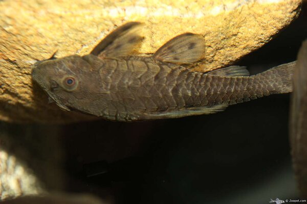 L 095 Pseudorinelepis sp. ungdjur