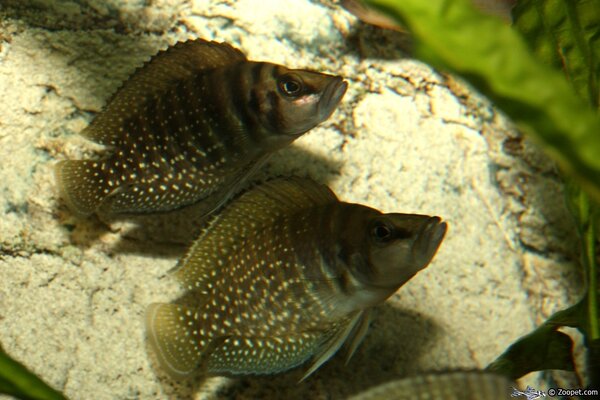 Altolamprologus calvus