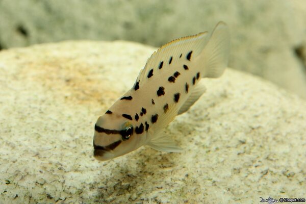 Chalinochromis sp. 'ndobnoi'