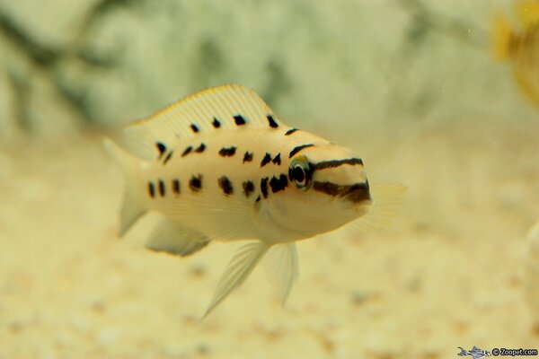 Chalinochromis sp. 'ndobnoi'