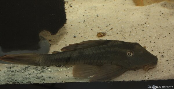 Hypostomus soniae L137