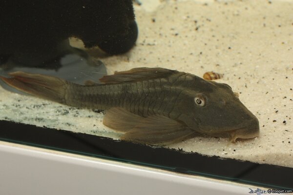 Hypostomus soniae L137