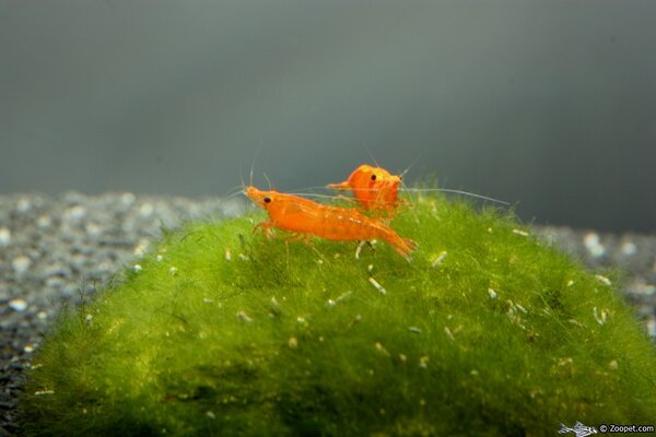 Neocaridina heteropoda, Sakura Sunkist