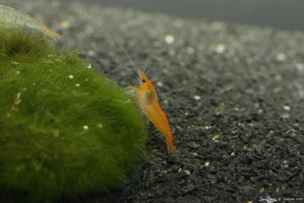 Neocaridina heteropoda Orange Rili