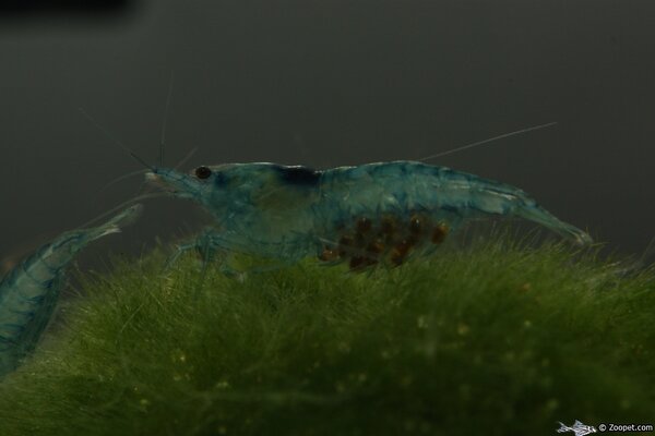 Caridina cf. cantonensis, Shadow bee "blue"