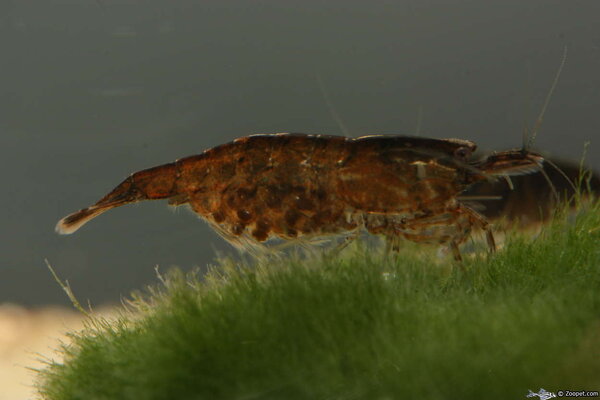 Neocaridina heteropoda "Schoko Sakura"