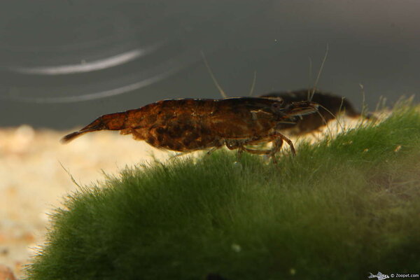 Neocaridina heteropoda "Schoko Sakura"