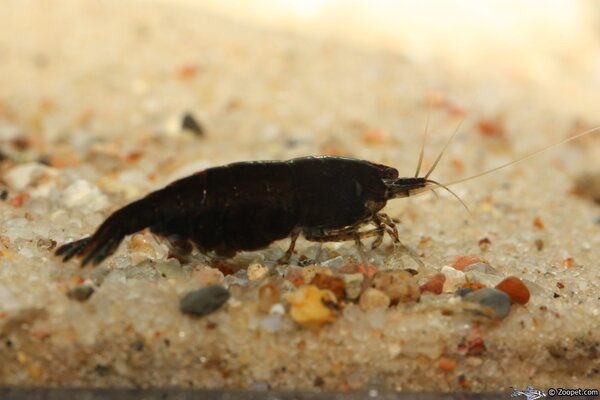 Caridina cf. cantonensis, "Royal blue tiger"