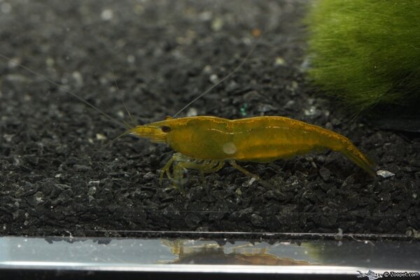 Caridina cf. cantonensis?