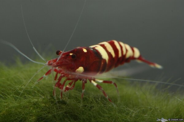 Caridina cf. cantonensis "Red Pinto Zebra"