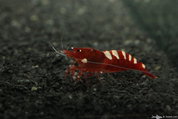 Caridina cf. cantonensis "Red Pinto Zebra"