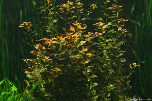 ludwigia repens