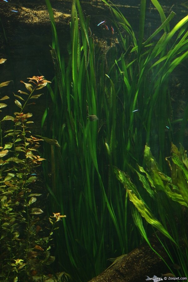 Vallisneria americana (gigantea)