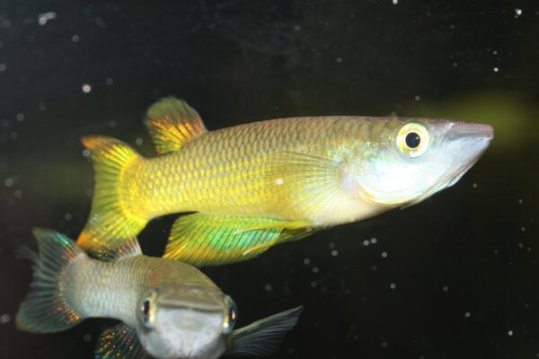 Epiplatys sexfasciatus "gold"