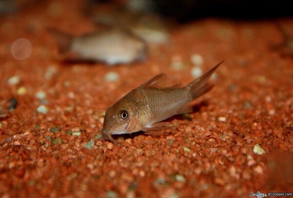 Corydoras polystictus