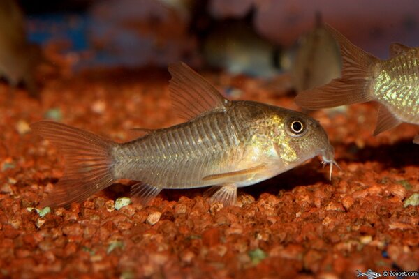 Corydoras polystictus