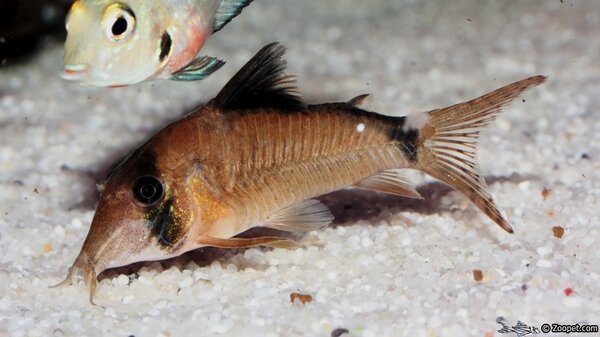 corydoras septentrionalis