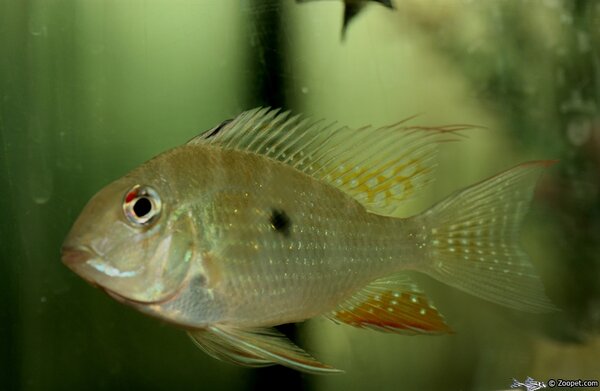 Acarichthys heckelii