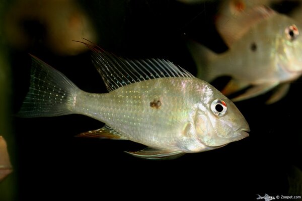 Acarichthys heckelii