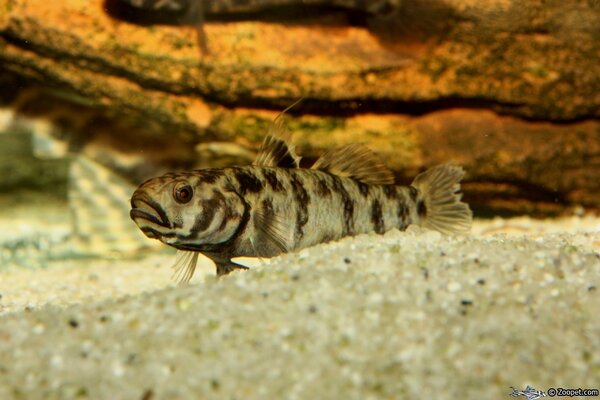 Brachygobius xanthomelas