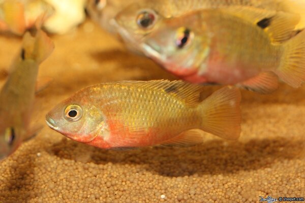 tilapia sp. kisangani