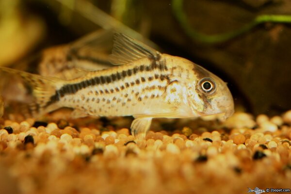 Corydoras loxozonus