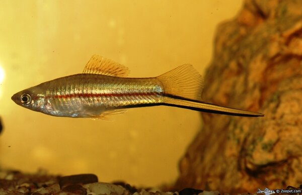 Xiphophorus helleri 