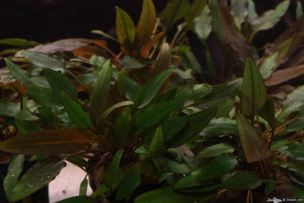 Cryptocoryne petchii