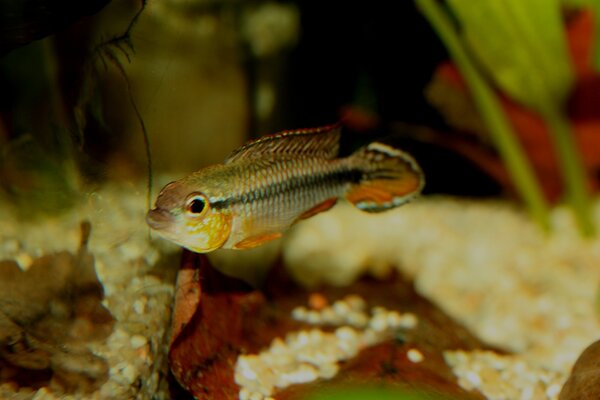 Apistogramma agassizii ”Alenquer”