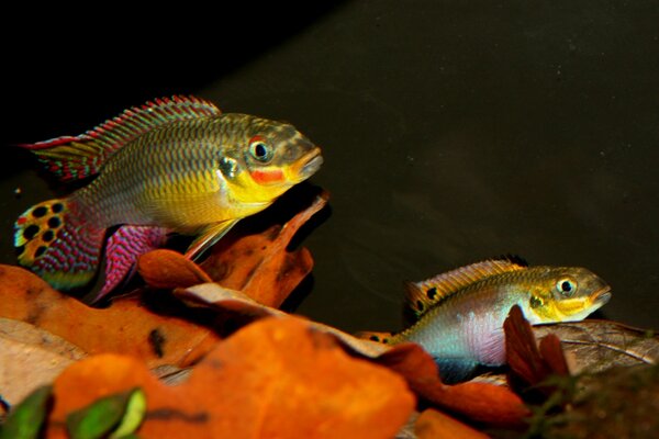 Pelvicachromis taeniatus "Molior"